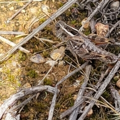 Brachyexarna lobipennis at Molonglo River Reserve - 20 Jan 2024