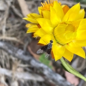 Geron nigralis at Mount Ainslie NR (ANR) - 20 Jan 2024