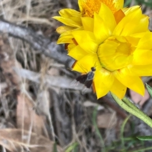 Geron nigralis at Mount Ainslie NR (ANR) - 20 Jan 2024