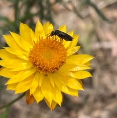 Eurys sp. (genus) (Eurys sawfly) at Mount Ainslie - 19 Jan 2024 by SilkeSma