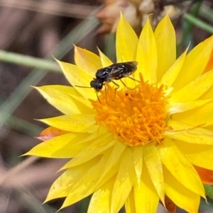 Eurys sp. (genus) at Mount Ainslie NR (ANR) - 20 Jan 2024