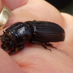 Aulacocyclus edentulus (Passalid beetle) at Queanbeyan West, NSW - 19 Jan 2024 by Paul4K
