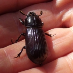 Aulacocyclus edentulus at Bicentennial Park - 20 Jan 2024 08:14 AM