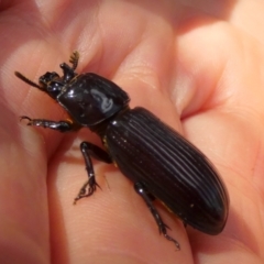 Aulacocyclus edentulus at Bicentennial Park - 20 Jan 2024