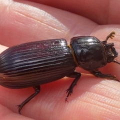 Aulacocyclus edentulus at Bicentennial Park - 20 Jan 2024 08:14 AM