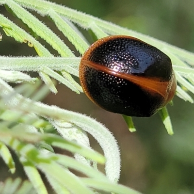 Dicranosterna immaculata (Acacia leaf beetle) at Whitlam, ACT - 19 Jan 2024 by trevorpreston