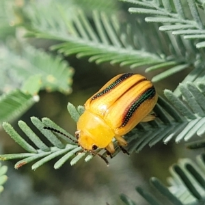 Calomela juncta at Molonglo River Reserve - 20 Jan 2024