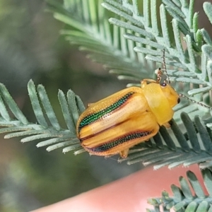 Calomela juncta at Molonglo River Reserve - 20 Jan 2024