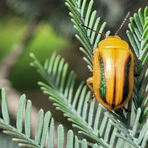 Calomela juncta at Molonglo River Reserve - 20 Jan 2024