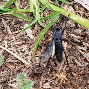 Apothechyla sp. (genus) at Molonglo River Reserve - 20 Jan 2024