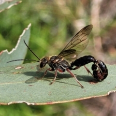 Tiphiidae (family) (Unidentified Smooth flower wasp) at Molonglo River Reserve - 19 Jan 2024 by trevorpreston