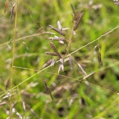 Eragrostis brownii (Common Love Grass) at Molonglo River Reserve - 20 Jan 2024 by trevorpreston