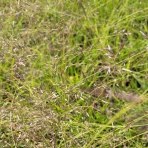 Eragrostis brownii at Kama - 20 Jan 2024