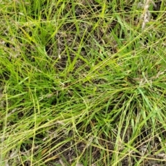 Eragrostis brownii at Kama - 20 Jan 2024