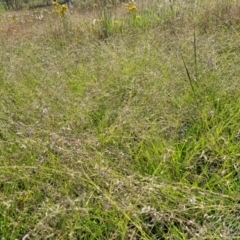 Eragrostis brownii at Kama - 20 Jan 2024