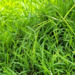 Microlaena stipoides (Weeping Grass) at Molonglo River Reserve - 20 Jan 2024 by trevorpreston