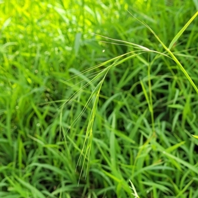 Microlaena stipoides (Weeping Grass) at Whitlam, ACT - 19 Jan 2024 by trevorpreston