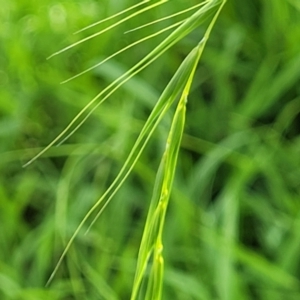 Microlaena stipoides at Molonglo River Reserve - 20 Jan 2024