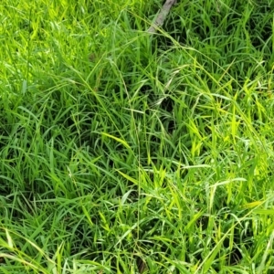 Microlaena stipoides at Molonglo River Reserve - 20 Jan 2024