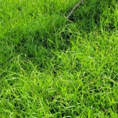 Microlaena stipoides at Molonglo River Reserve - 20 Jan 2024