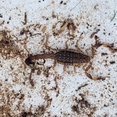 Lychas marmoreus (Little Marbled Scorpion) at Whitlam, ACT - 20 Jan 2024 by trevorpreston