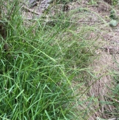 Microlaena stipoides (Weeping Grass) at Mount Ainslie - 20 Jan 2024 by SilkeSma