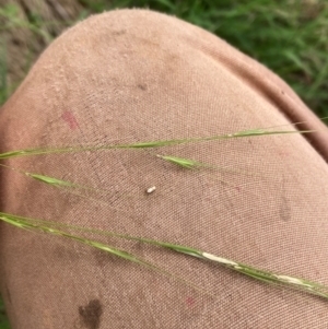 Microlaena stipoides at Mount Ainslie - 20 Jan 2024 11:13 AM