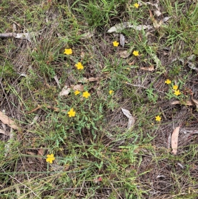 Hypericum gramineum (Small St Johns Wort) at Mount Ainslie - 20 Jan 2024 by SilkeSma