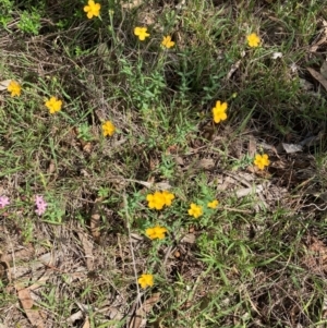 Hypericum gramineum at Mount Ainslie - 20 Jan 2024 10:25 AM