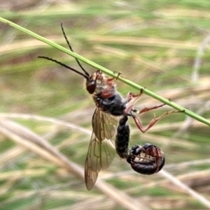 Tiphiidae (family) at Mount Ainslie NR (ANR) - 20 Jan 2024