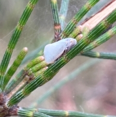 Anzora unicolor (Grey Planthopper) at Mount Ainslie NR (ANR) - 19 Jan 2024 by SilkeSma