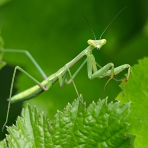 Pseudomantis albofimbriata at Weston, ACT - 13 Jan 2024