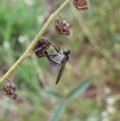 Cerdistus sp. (genus) (Slender Robber Fly) at Lyons, ACT - 19 Jan 2024 by ran452