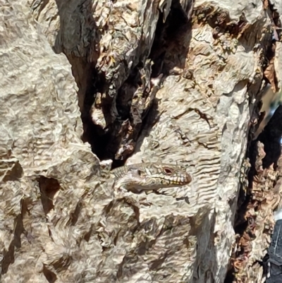 Egernia striolata (Tree Skink) at Albury - 5 Jan 2024 by RobCook