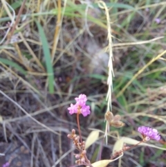 Unverified Plant at Albury - 5 Jan 2024 by RobCook