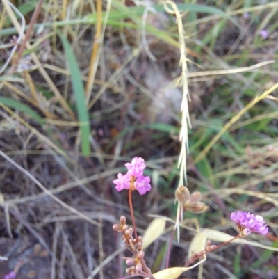Unverified Plant at Albury - 5 Jan 2024 by RobCook