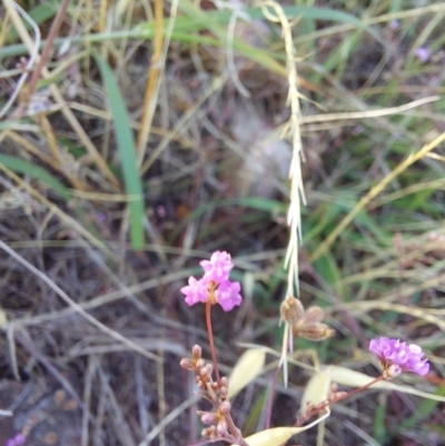 Unidentified Plant at Wirlinga, NSW - 4 Jan 2024 by RobCook