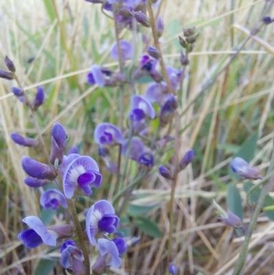 Glycine tabacina (Variable Glycine) at Albury - 4 Jan 2024 by RobCook