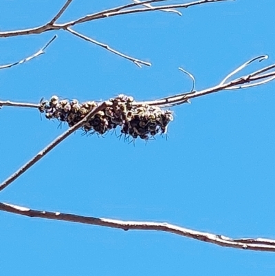 Apis mellifera at Albury - 29 Dec 2023 by RobCook