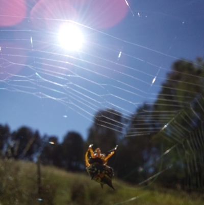Austracantha minax (Christmas Spider, Jewel Spider) at Albury - 30 Dec 2023 by RobCook