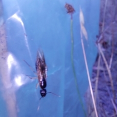 Unverified Insect at Wirlinga, NSW - 27 Dec 2023 by RobCook