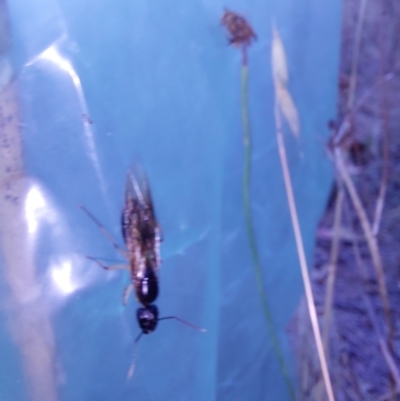 Unidentified Insect at Wirlinga, NSW - 27 Dec 2023 by RobCook