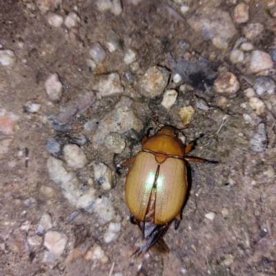 Anoplognathus sp. (genus) (Unidentified Christmas beetle) at Albury - 23 Dec 2023 by RobCook