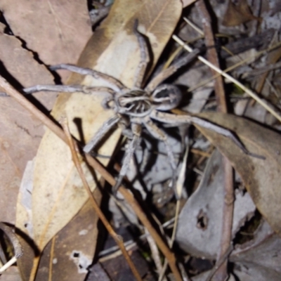Unidentified Wolf spider (Lycosidae) at Albury - 23 Dec 2023 by RobCook