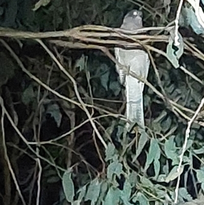 Accipiter cirrocephalus (Collared Sparrowhawk) at Albury - 18 Dec 2023 by RobCook