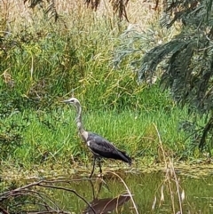 Ardea pacifica (White-necked Heron) at Albury - 18 Dec 2023 by RobCook