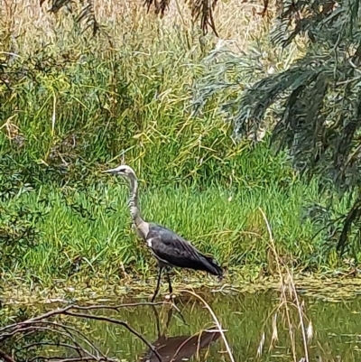 Ardea pacifica (White-necked Heron) at Albury - 18 Dec 2023 by RobCook