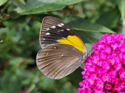 Delias nysa (Yellow-spotted Jezebel) at QPRC LGA - 20 Jan 2024 by MatthewFrawley