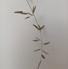 Eragrostis brownii (Common Love Grass) at Bass Gardens Park, Griffith - 19 Jan 2024 by SRoss