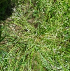 Eragrostis brownii at Bass Gardens Park, Griffith - 19 Jan 2024 11:03 AM